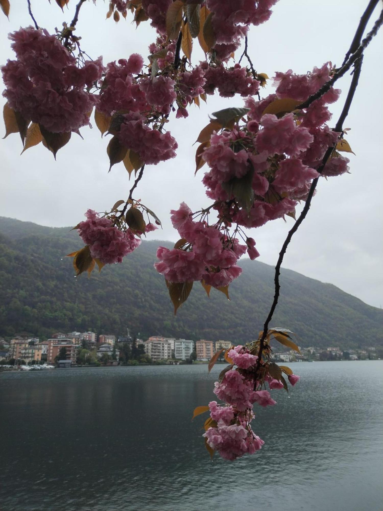 Un Balcone Sul Lago Omegna Exterior foto